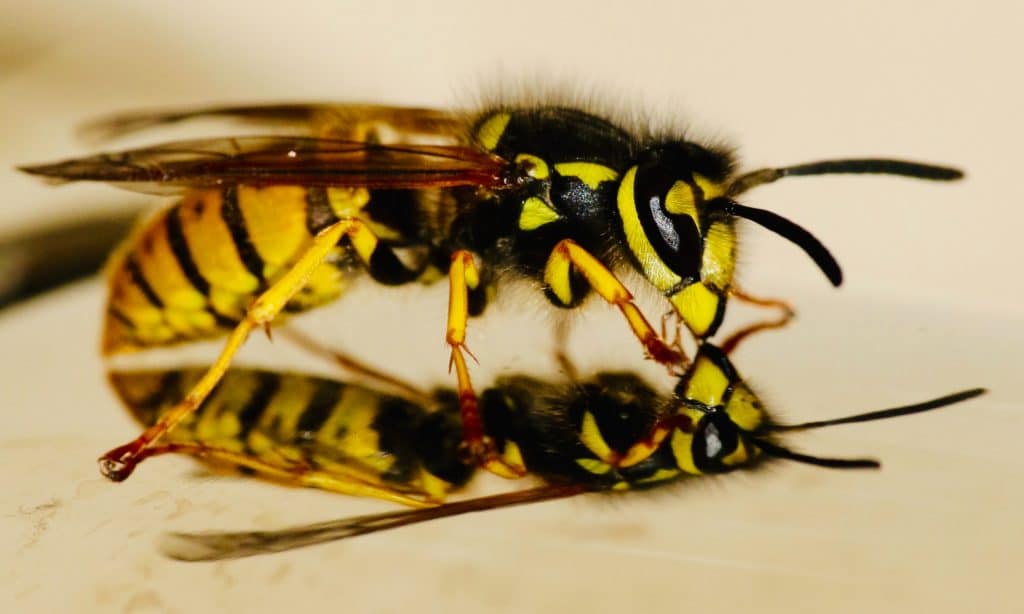 Wasp Pest Control | wasps nest | nest | wasp exterminator