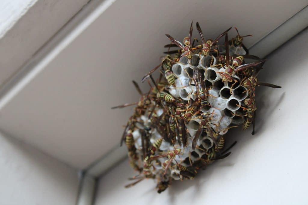 Wasp Pest Control sydney | Wasp nest | pest control