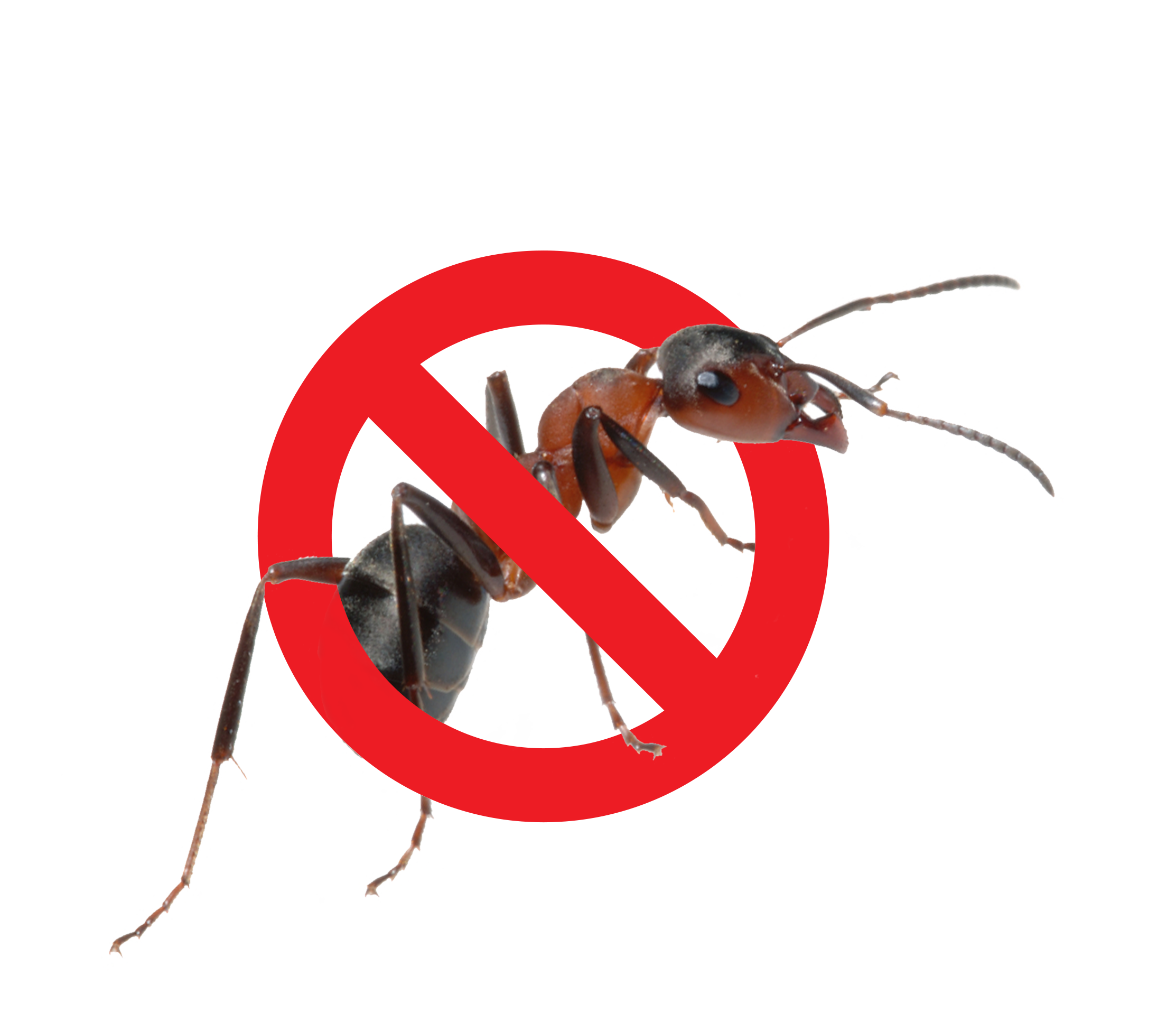 how-to-get-rid-of-ants-ants-control