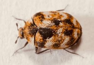 Carpet Beetle Pest Control Sydney