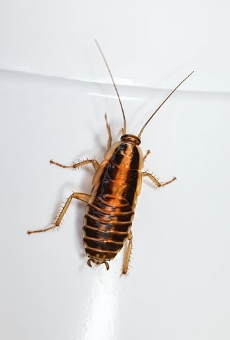 cockroach control sydney